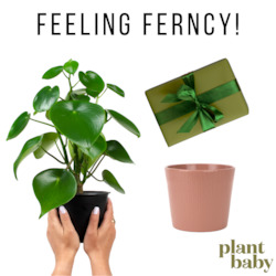 Plant, garden: Feeling Ferncy!