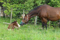 Horse training (working horses): Foal Alarm Hire