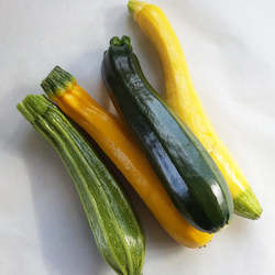 Vegetable growing: Zucchini multi coloured- 500g