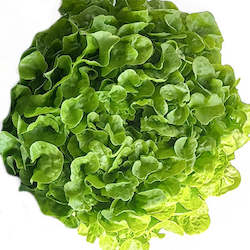 Vegetable growing: Lettuce, green Oakleaf - whole head