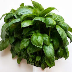 Vegetable growing: Basil - whole plant