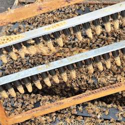 Beekeeping: Unmated Queen Cells