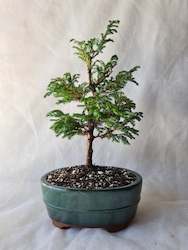 Bonsai Sawara Cypress