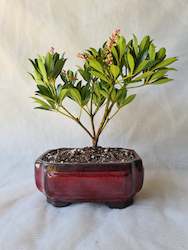 Bonsai Lily of the Valley(Convallaria majalis)