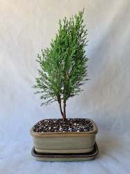 Bonsai White Cedar
