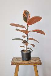 Flower: House Plant- Ficus Elastica 'Ruby'