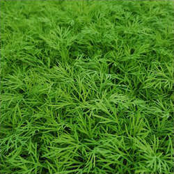 Herbs: Dill