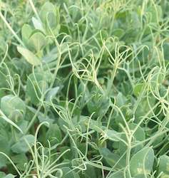 Salad Range: Pea Tendrils