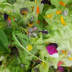 Salad Range: Spring Lettuce Mix