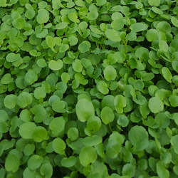 Herbs: Watercress Large Leafed