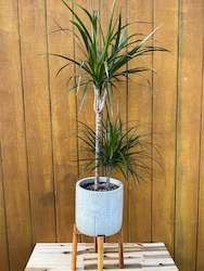 Dracaena Marginata Double Planted 110cm