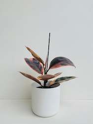 Gift: Ficus Ruby 14CM