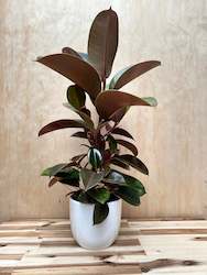 Gift: Ficus Robusta 20-45cm