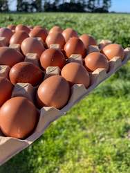 Free Range Eggs: Early lay eggs