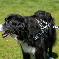 Harnesses: Stormy Day Harness