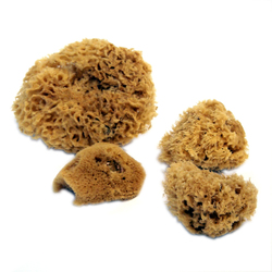Artist supply: Royal Sea Sponges