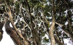 New Zealand: Wild Tree