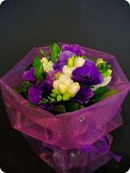 Lavender delight - amaryllis for flowers
