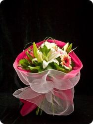 Flower: Coconut ice - amaryllis for flowers