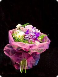 Flower: Pinky winky - amaryllis for flowers