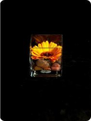 Flower: Stone cube - amaryllis for flowers