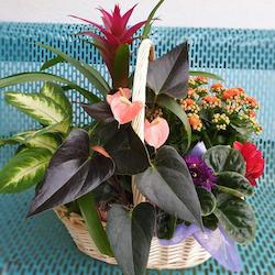 Florist: Arrangement Plant