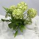 Snowball Hydrangea - Artificial Flowers  (Silk, Faux)
