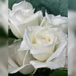 Gift: White Diamond Roses