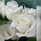 White Diamond Roses