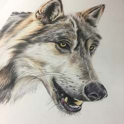 Originals For Sale: ORIGINAL Wolf Drawing