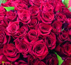 Florist: 50 Red Roses