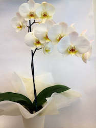 Florist: Phalaenopsis Orchid Plant