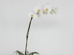 Florist: Phalaenopsis Orchid Plant in Glass Vase