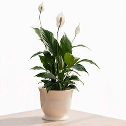 Florist: Indoor Green house plant