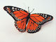 Orange Monarch butterfly