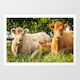 Highland Cow Family