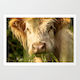 Highland Cow Close Up