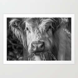Department store: Highland Cow Close Up B&W