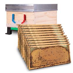 Beehive Complete, Single Brood Box