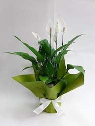 All: Potted Peace Lily