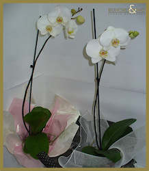 All: Orchid Plant