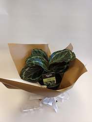 All: Potted Calathea Roseopicta Northern Lights
