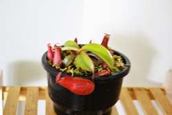 Nursery (flower, shrubs, ornamental trees): Nepenthes "lady luck"