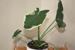 Xanthosoma "Micky-Mouse"(one plant per customer)