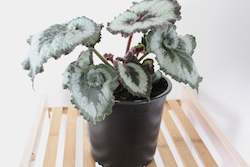 Nursery (flower, shrubs, ornamental trees): Begonia Escargot 15 cm pot