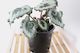 Begonia Escargot 15 cm pot