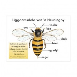 Afrikaans poster of the body parts of a bee