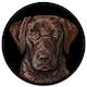 Doggieology Art - Chocolate Labrador