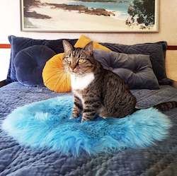Cat Houses Beds: Cat Bed - NZ Sheepskin - Seafoam Blue