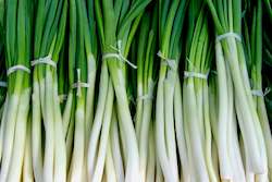 Farm produce or supplies wholesaling: Spring Onion